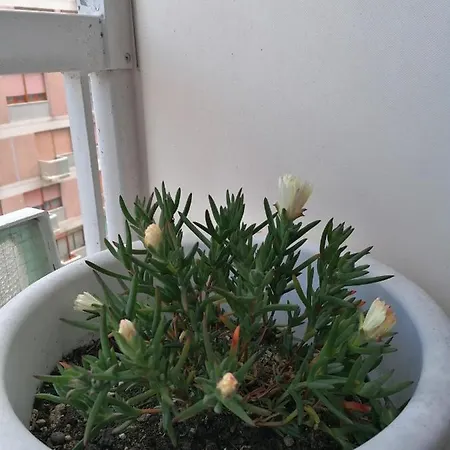 招待所 迪摩拉康特旅馆 佩斯卡拉